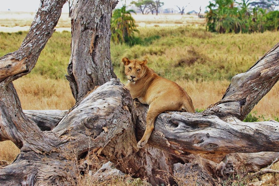leonessa su un albero in tanzania